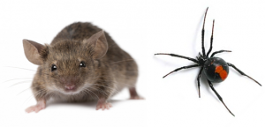 general-pest-control